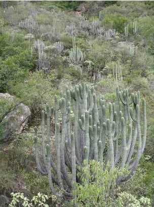 Cactus-rich seasonally dry tropical forest in Andean Peru